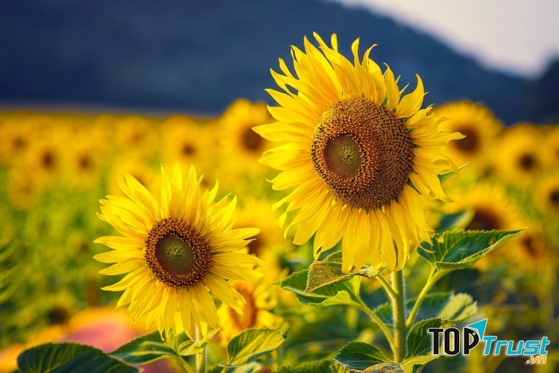 Hoa hướng dương