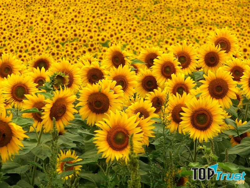 Hoa hướng dương