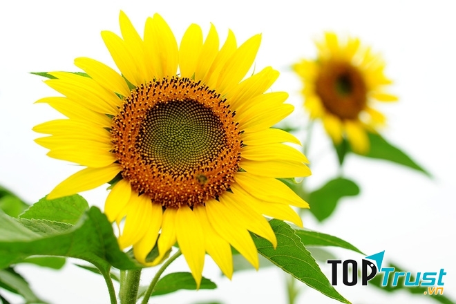Hoa hướng dương - loài hoa của mặt trời
