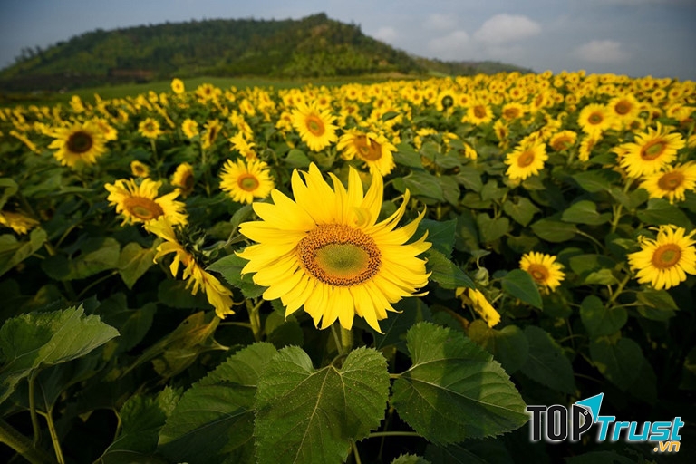 Nga và Ukraina chọn hoa hướng dương làm quốc hoa