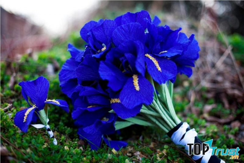 Hoa Iris – Biểu tượng của hoàng gia