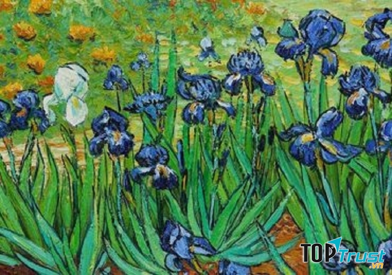 Hoa Irises