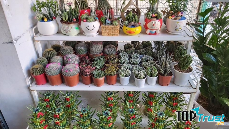 Hoa Kiểng 29 Cần Thơ & Hoa Kiểng Phong Thuỷ Phương Dung