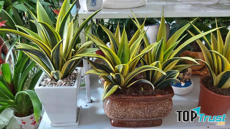 Hoa Kiểng 29 Cần Thơ & Hoa Kiểng Phong Thuỷ Phương Dung