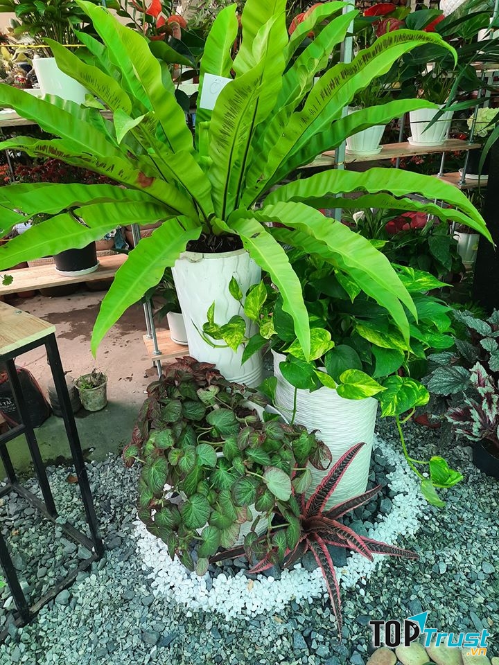 Hoa Kiểng Mai Việt