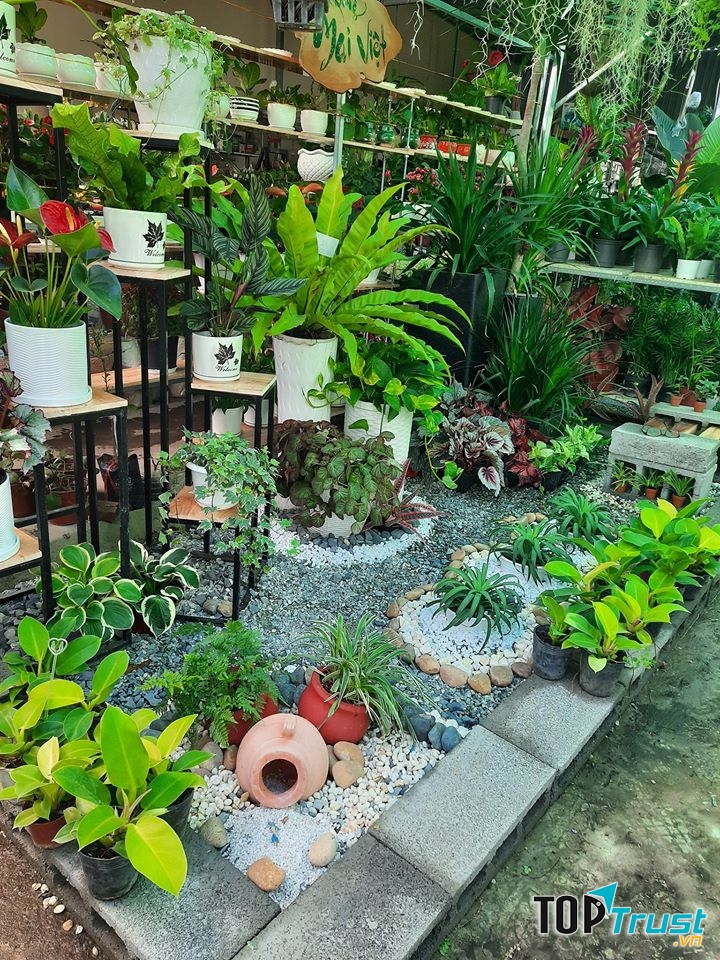 Hoa Kiểng Mai Việt