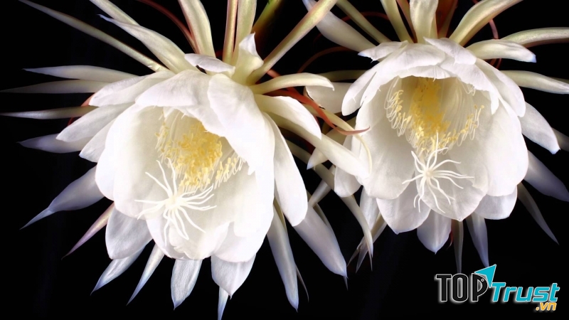 Hoa Kadupul là một trong những loài hoa đẹp và quý hiếm nhất thế giới