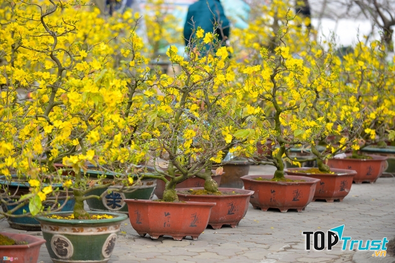 Hoa Tết ở Lạc Long Quân