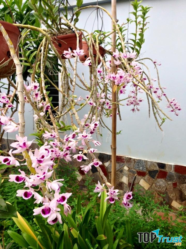 hoa Lan đẹp từ mọi góc cạnh