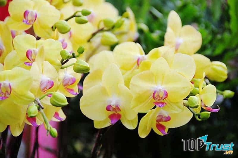 Loài hoa có nguồn gốc từ thiên nhiên và là nữ hoàng của các loài hoa.