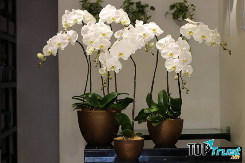 Hoa lan thể hiện sự quý phái và sang trọng