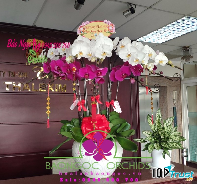 Hoa Lan Bảo Ngọc