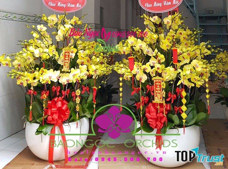 Hoa Lan Bảo Ngọc