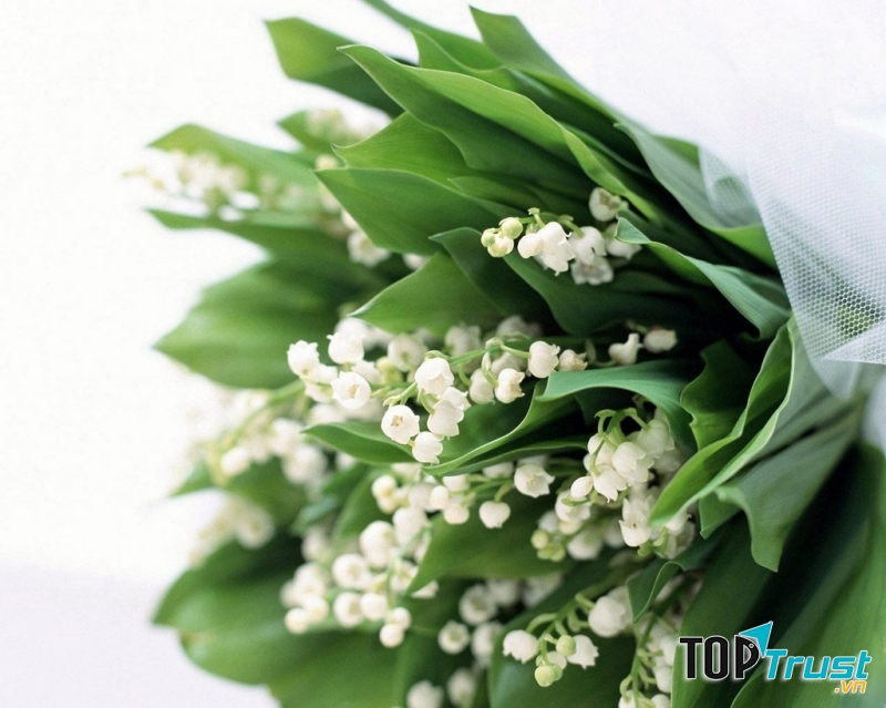 Hoa lan chuông tuy mỏng manh nhưng nhưng lại mang chất độc trong hoa (Nguồn: Sưu tầm)