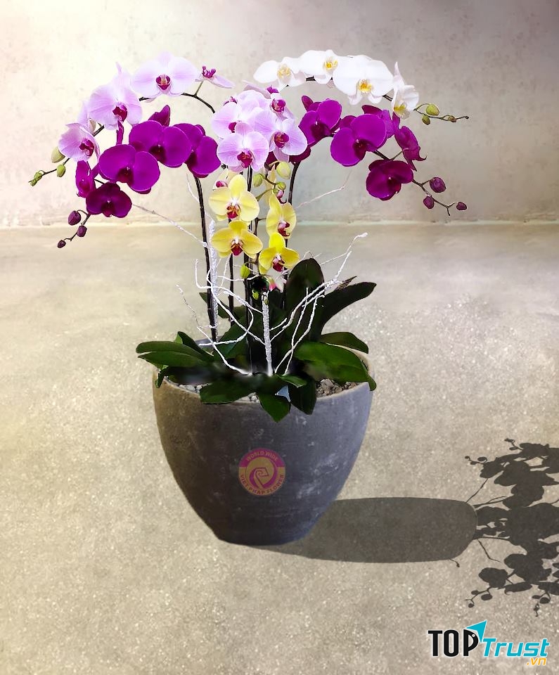 Hoa lan hồ điệp