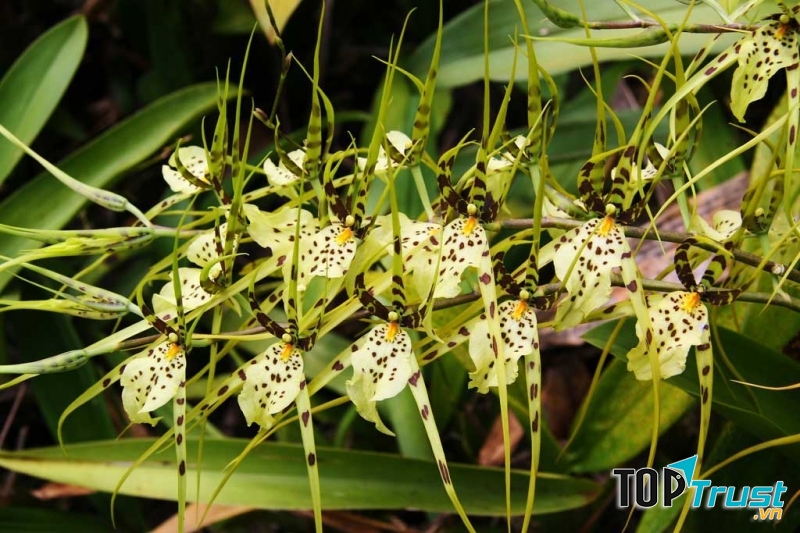 Hoa lan mặt người nhện