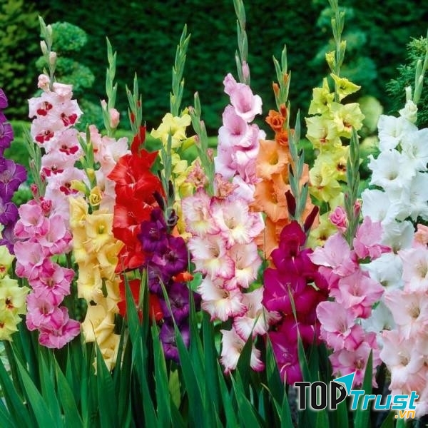 Hoa lay ơn thể hiện cho sự ấm áp, keo sơn