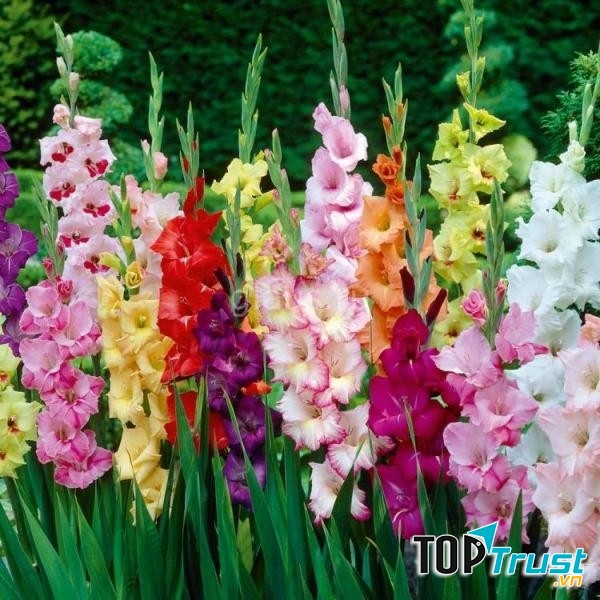 Hoa lay ơn mang đến may mắn cho gia chủ.