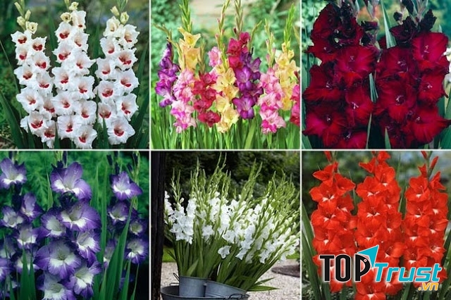 Lay ơn được ưa chuộng vào các dịp lễ Tết và có thời gian tươi lâu hơn các loài hoa khác.