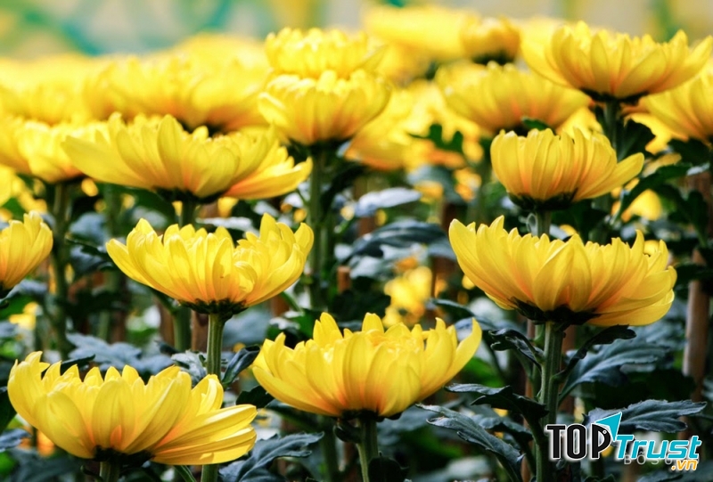 Hoa cúc thường được dâng cúng trên ban thờ