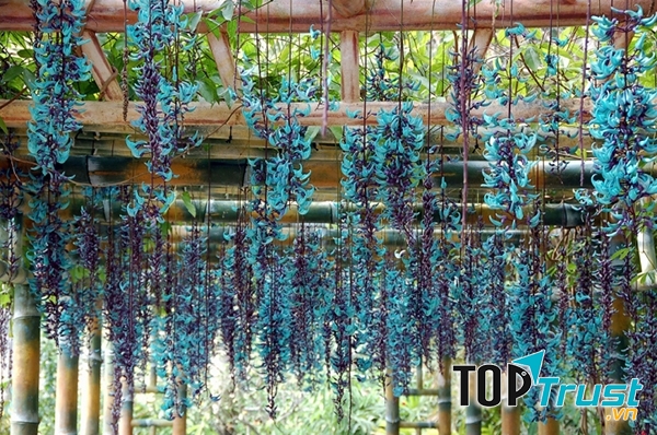 Giàn hoa móng cọp xanh