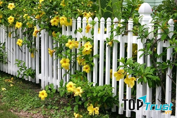 Hoàng Thảo có sắc vàng rực rỡ, dễ trồng và chăm sóc