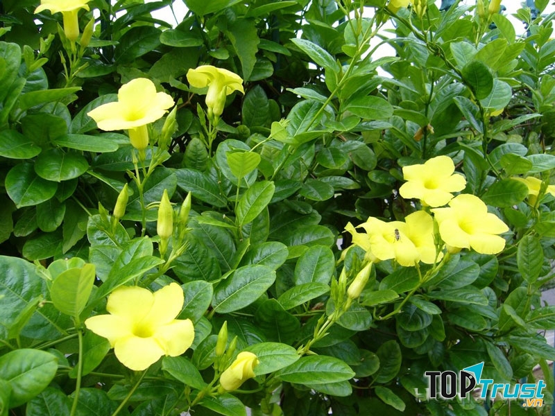 Cây hoa leo hoàng thảo