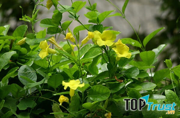 Cây hoa leo hoàng thảo