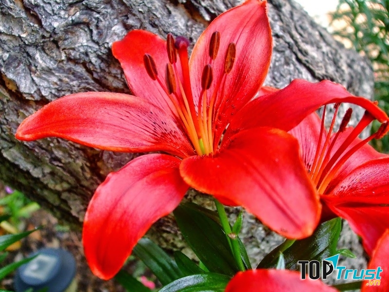 Hoa lily