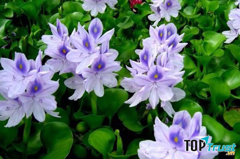 Hoa tím lục bình