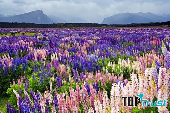 Hoa lupin ở hồ Tekapo, New Zealand