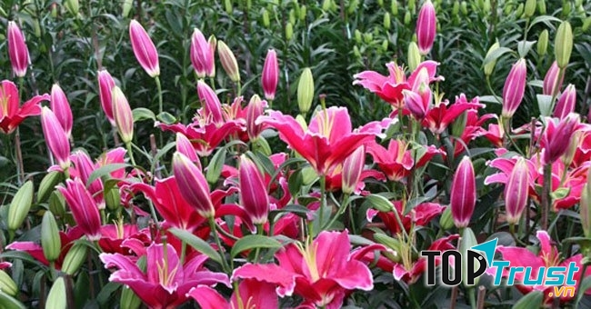 Các gia đình thường cắm một bình ly ngày Tết vì hoa bền, đẹp và thơm