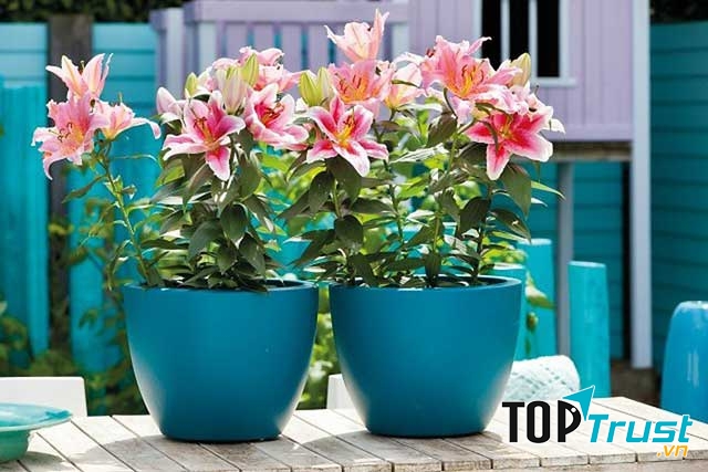 Hoa ly được trồng trong chậu