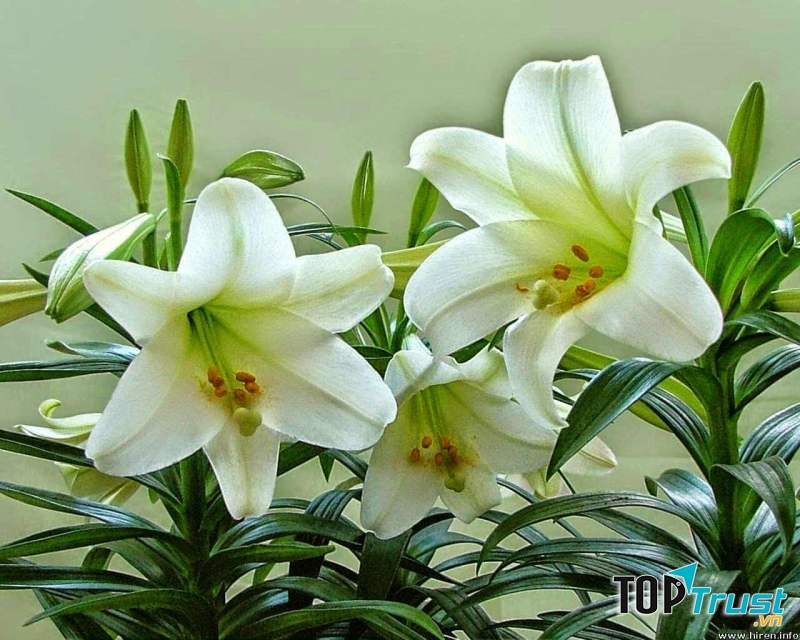 Hoa ly có mùi hương hấp dẫn, quyến rũ bất cứ ai.