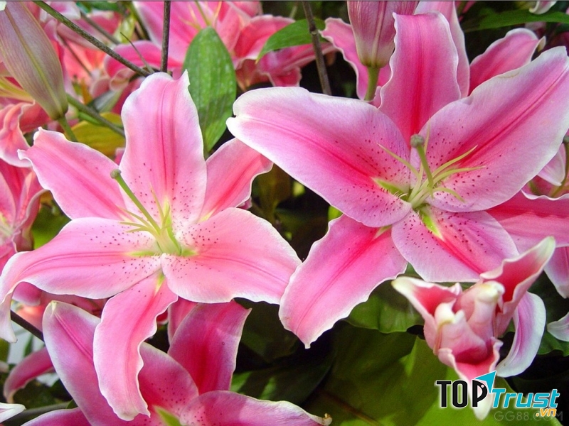 Hoa ly có nhiều màu sắc