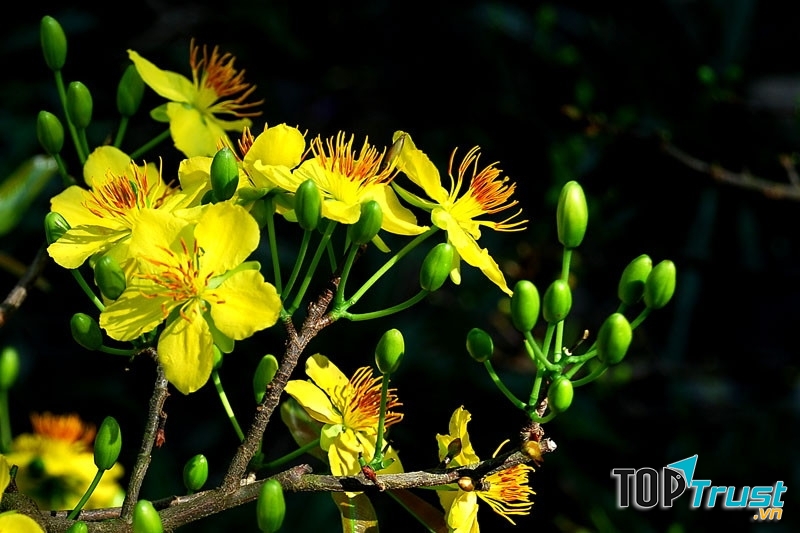 Hoa mai - loài hoa đặc trưng ngày Tết