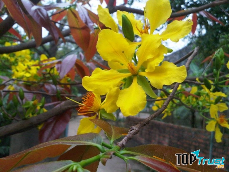 Mai vàng đón xuân