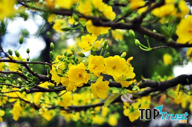 Hoa mai Tết âm lịch 2020