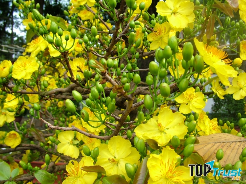 Hoa mai là loại hoa đặc trưng rất quen thuộc của miền Nam