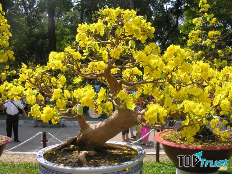 Hoa mai nở rộ báo hiệu mùa xuân đang về