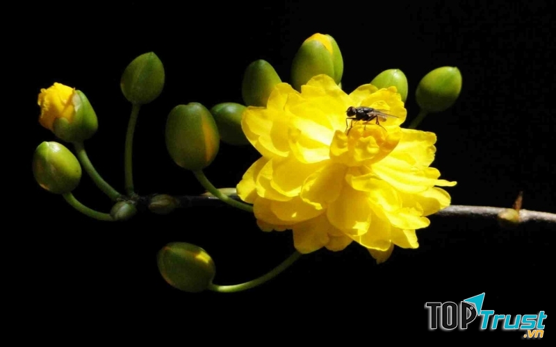 Loài hoa đẹp nhất trong dịp Tết mang đến lộc đầu xuân và những điều tốt đẹp nhất tới gia chủ.