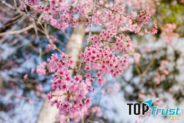 Hoa mai anh đào Đà Lạt