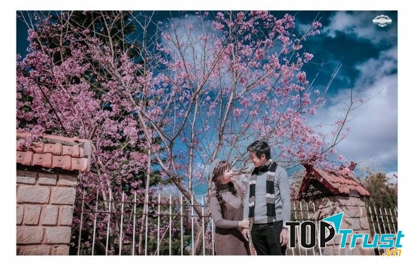 Hoa mai anh đào Đà Lạt