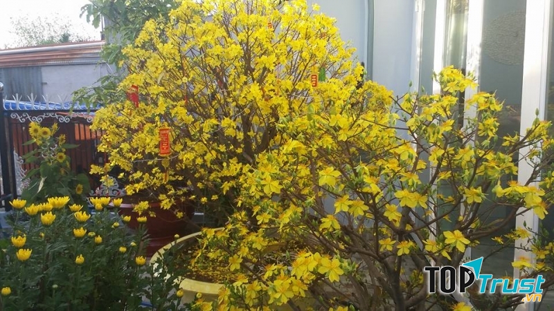 Một góc sân nhà vàng rực