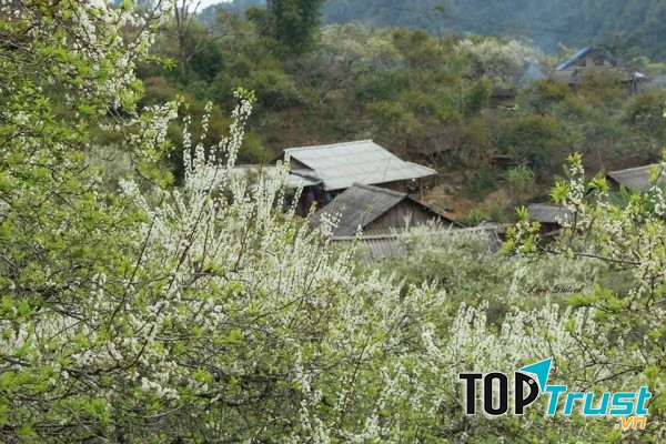 Hoa mận trắng Mộc Châu