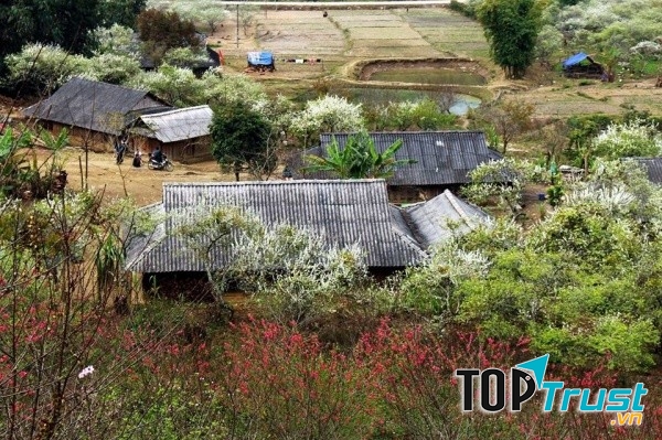 Hoa mận trắng Mộc Châu