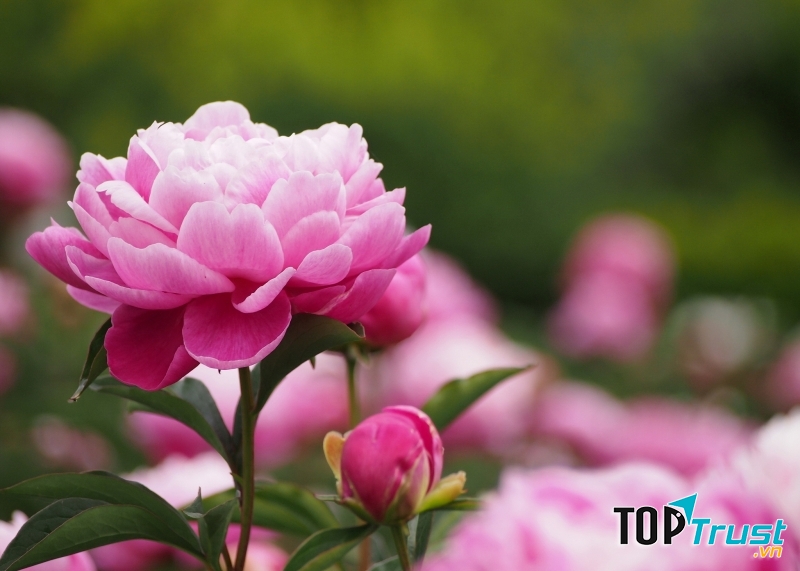 Hoa mẫu đơn với vẻ đẹp sang trọng, thanh khiết