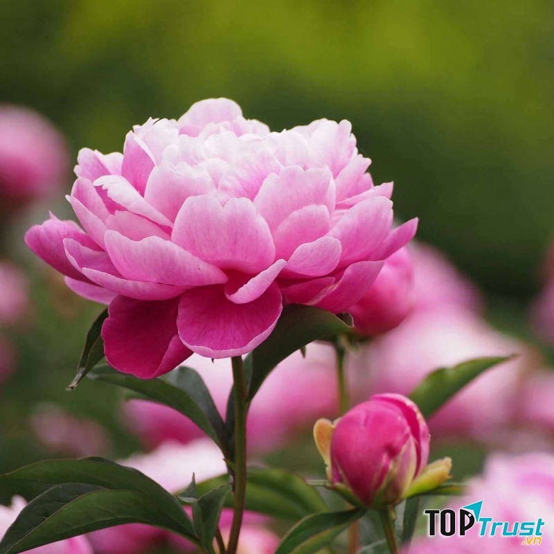 Hoa Mẫu đơn thanh tao, quý phái biểu trưng cho tình yêu đẹp