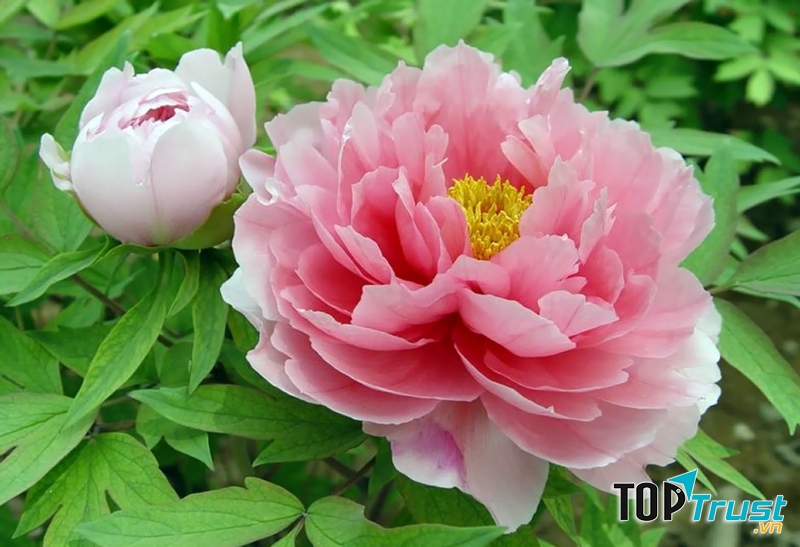 Hoa mẫu đơn