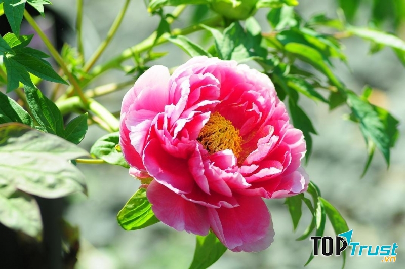 Hoa mẫu đơn